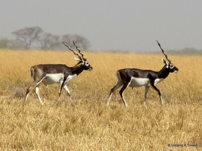 Blackbuck-by-umang-trivedi