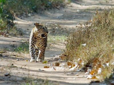 Jambughoda-national-park