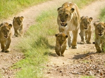 Sasan-Gir-National-Park