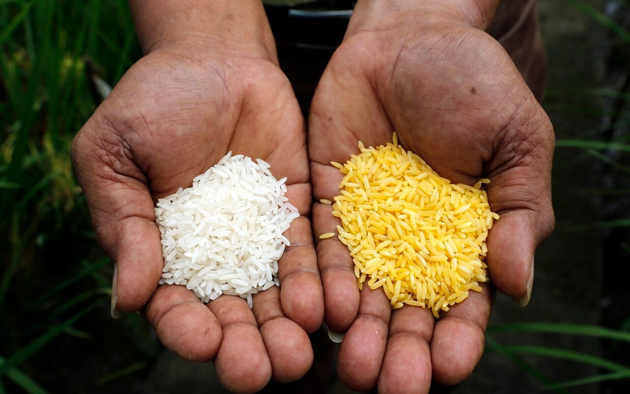 approved-the-first-gm-crops