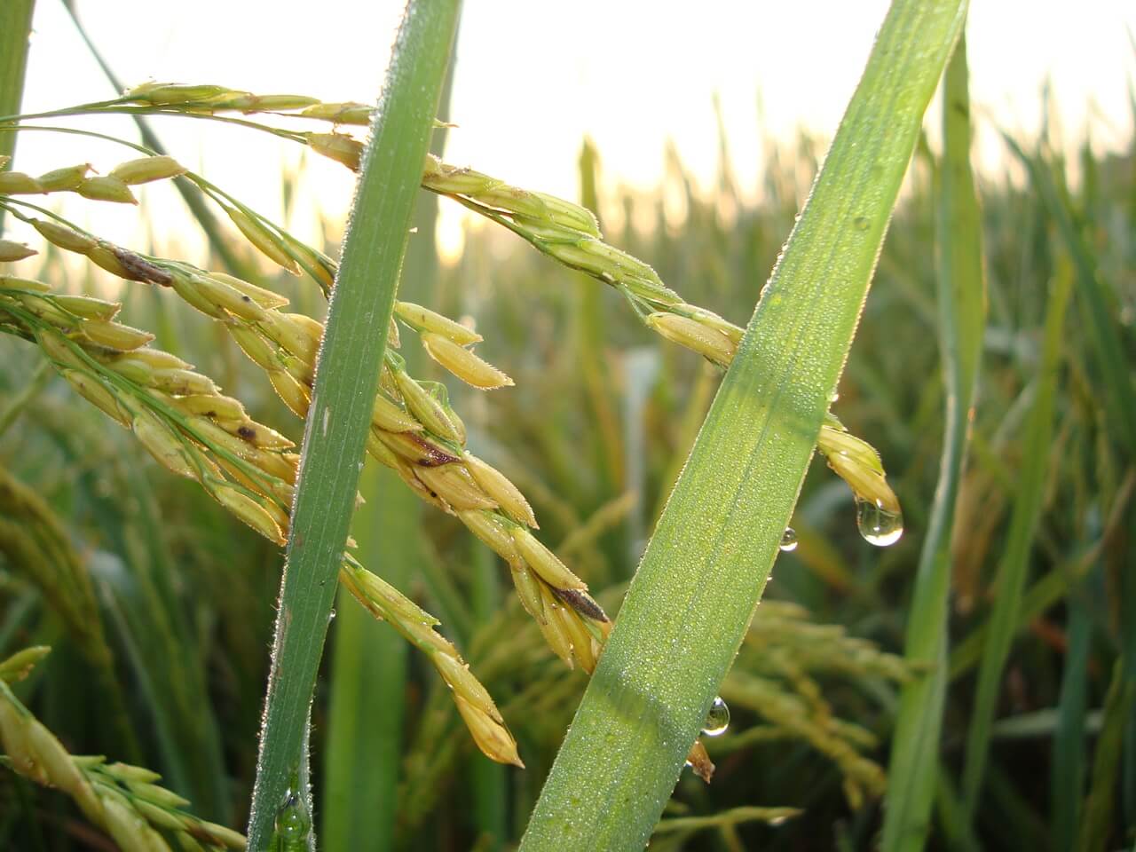 indian-wheat-farm