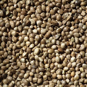 hemp-seeds