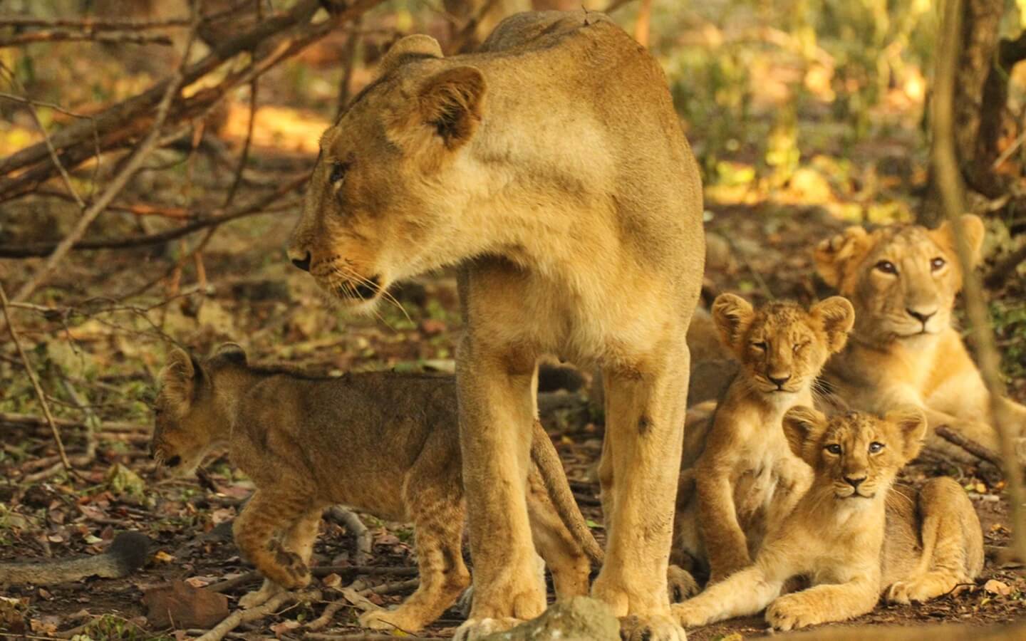 lion-at-sasan-gir