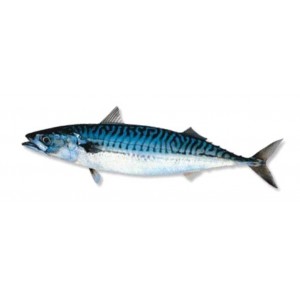 mackerel-fillets