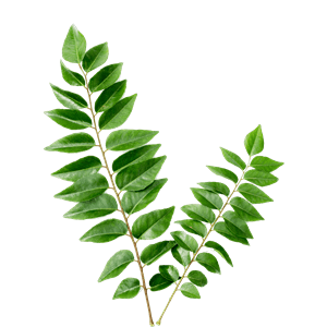 Curry-Leaves