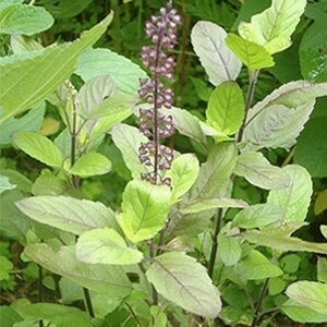 Tulsi