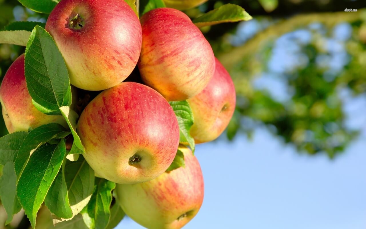 apples-on-tree