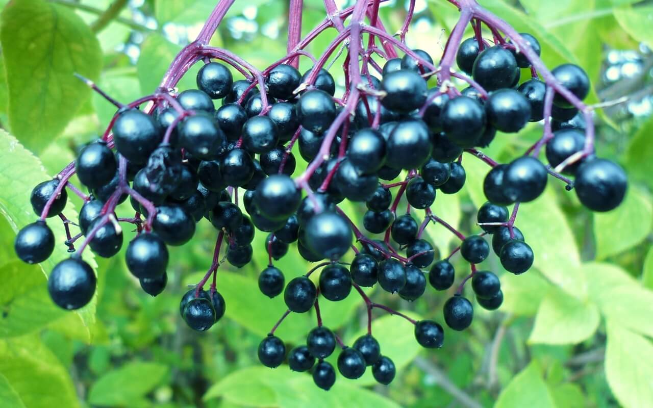 elderberries