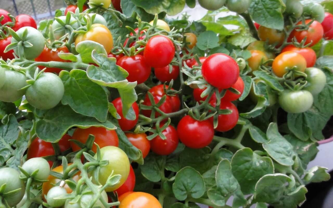 tomato-in-farm