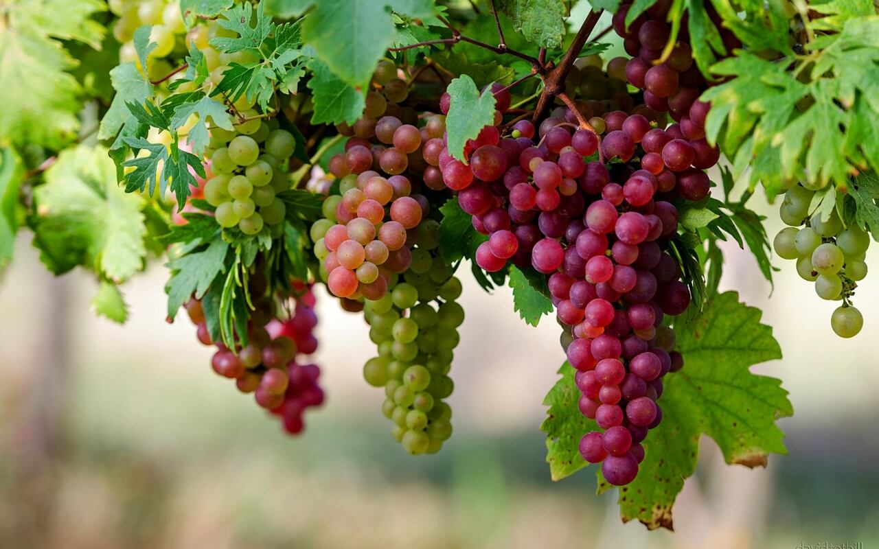 grapes A fruits to eat this summer