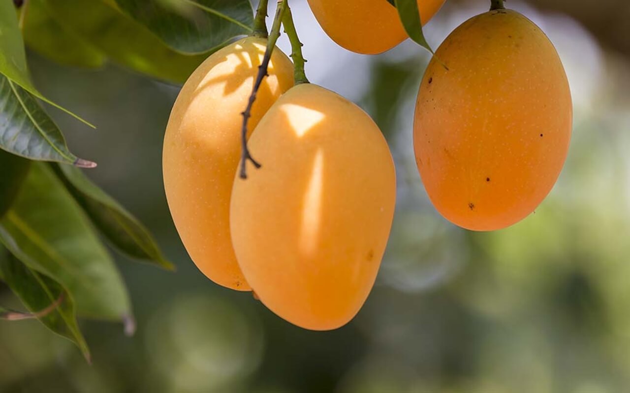 mango A fruits to eat this summer