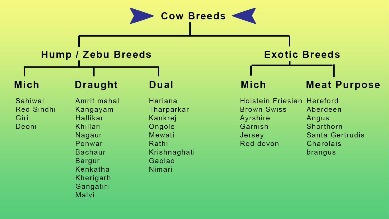 Indian Cow List with breed and purpose