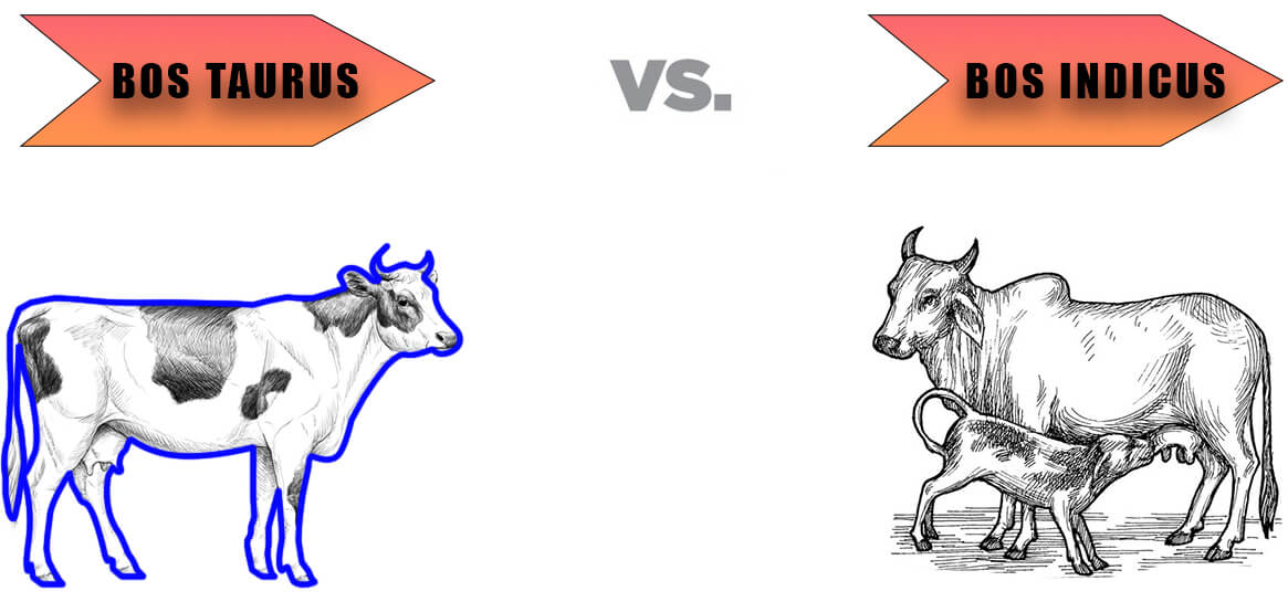 bos taurus vs bos indicus